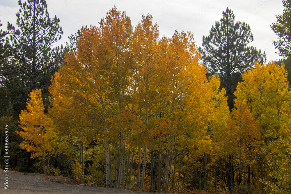 Naklejka premium Fall 2020 along Marshall Pass