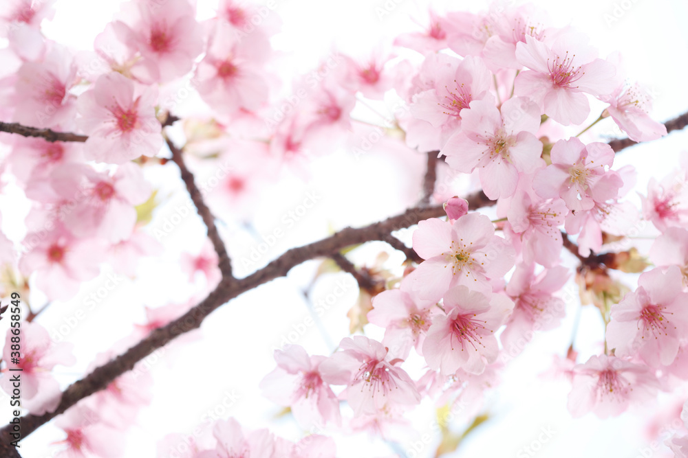 Fototapeta premium 河津桜