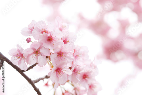 河津桜 © Paylessimages