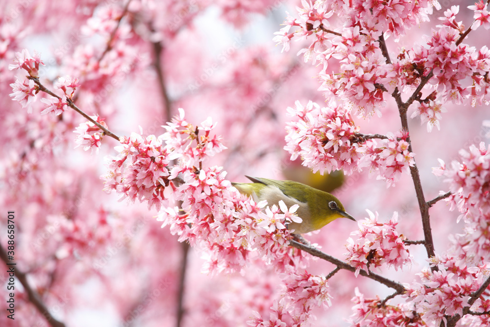 オカメザクラとメジロ