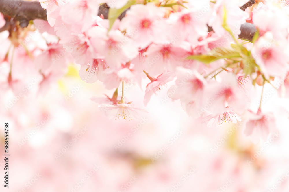 河津桜