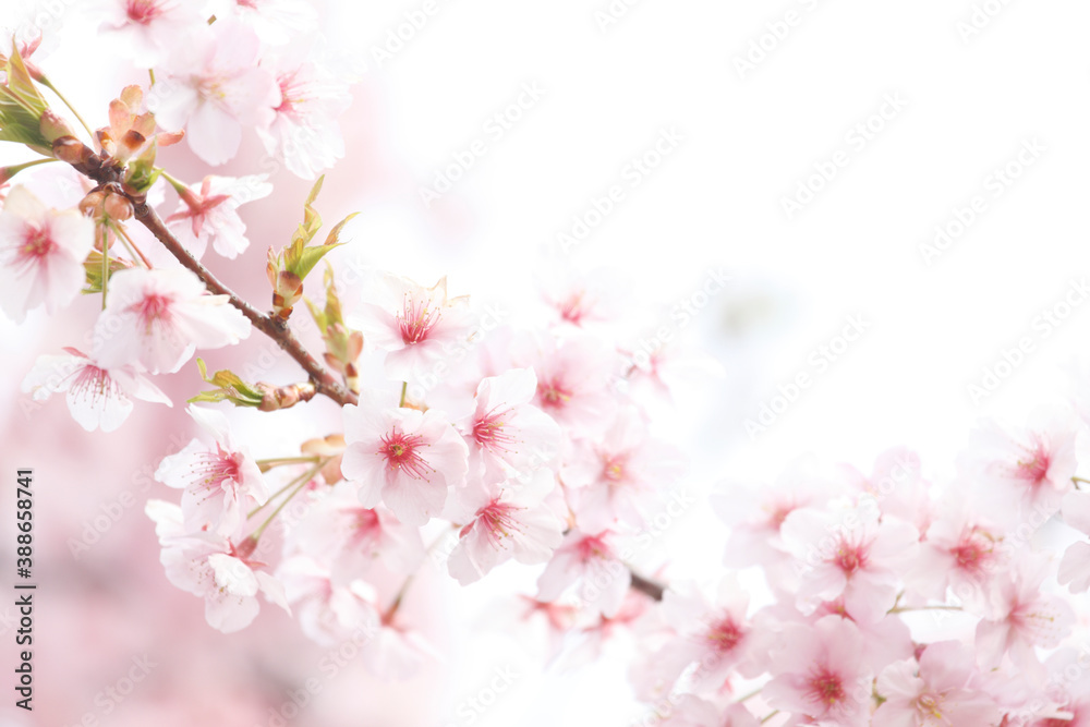 河津桜