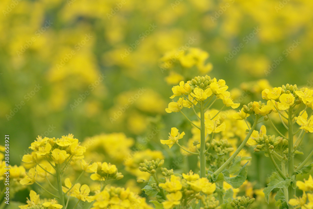 菜の花