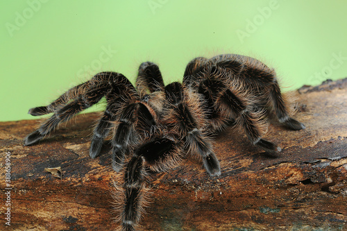 A tarantula is showing aggressive behavior.