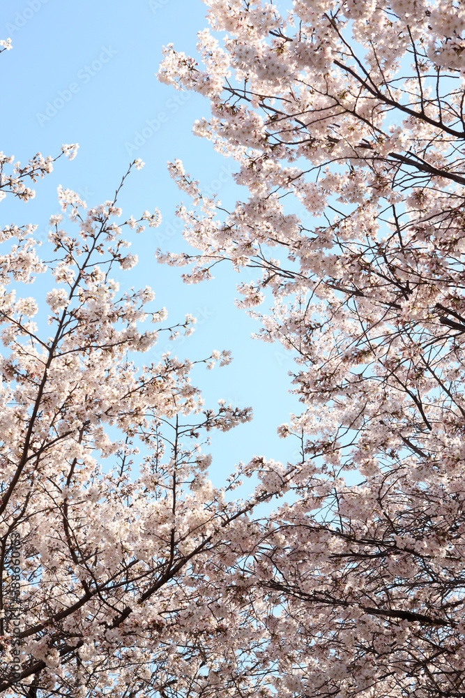 大阪城公園の桜 大阪城公園の桜
