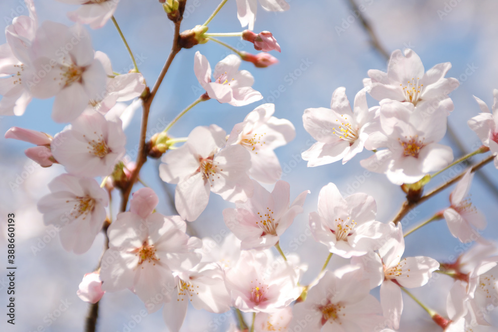 Fototapeta premium 大阪城公園の桜