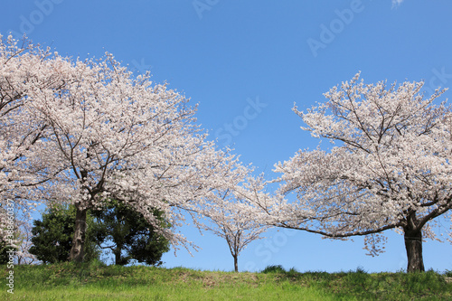 大阪、淀川河川敷の桜並木