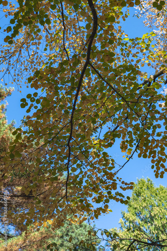 Fototapeta premium 樹木公園の風景