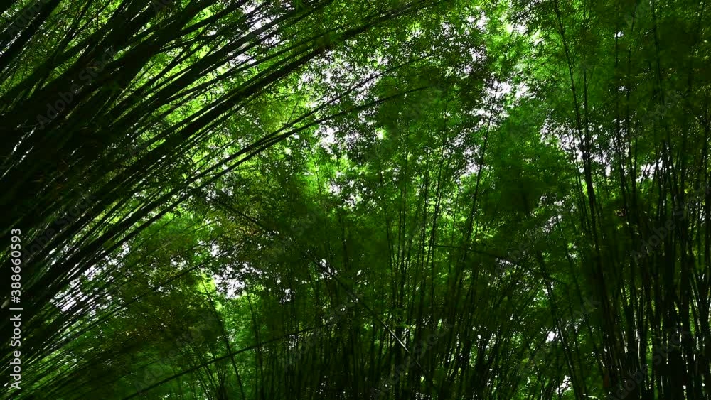The landscape of the bamboo forest in Japan. Green nature ecology environment concept. The landscape of the bamboo forest in Japan. Green nature ecology environment concept.