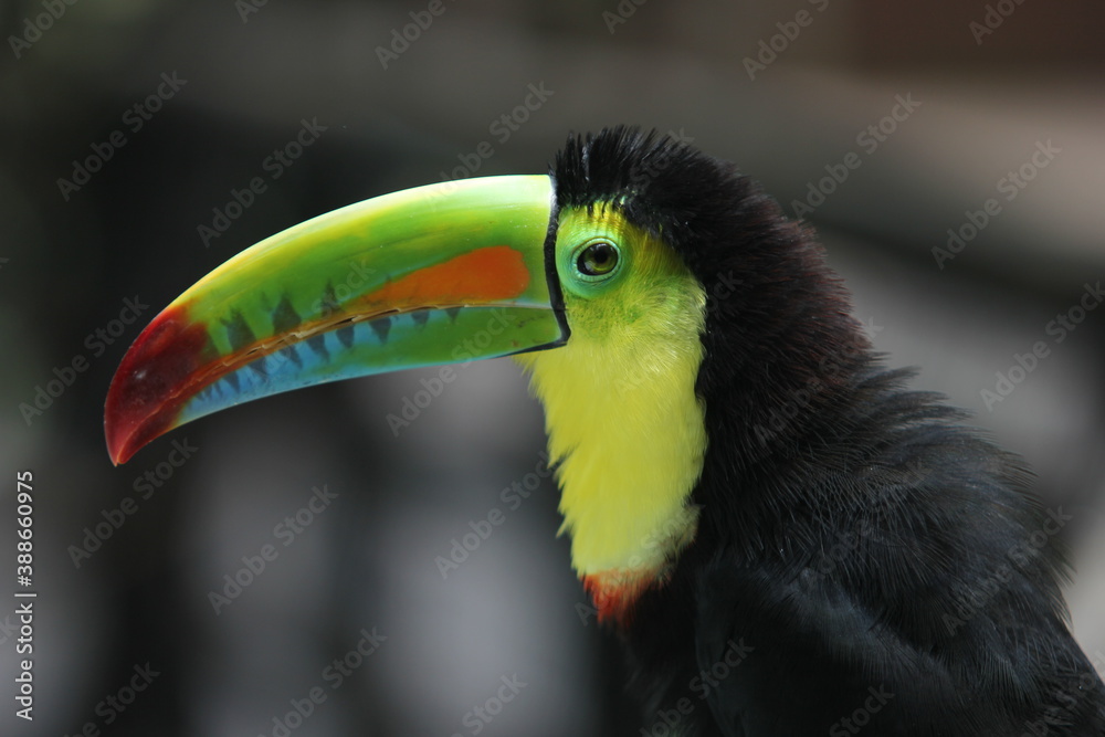 Naklejka premium Ramphastos sulfuratus - El tucán pico iris o tucán piquiverde