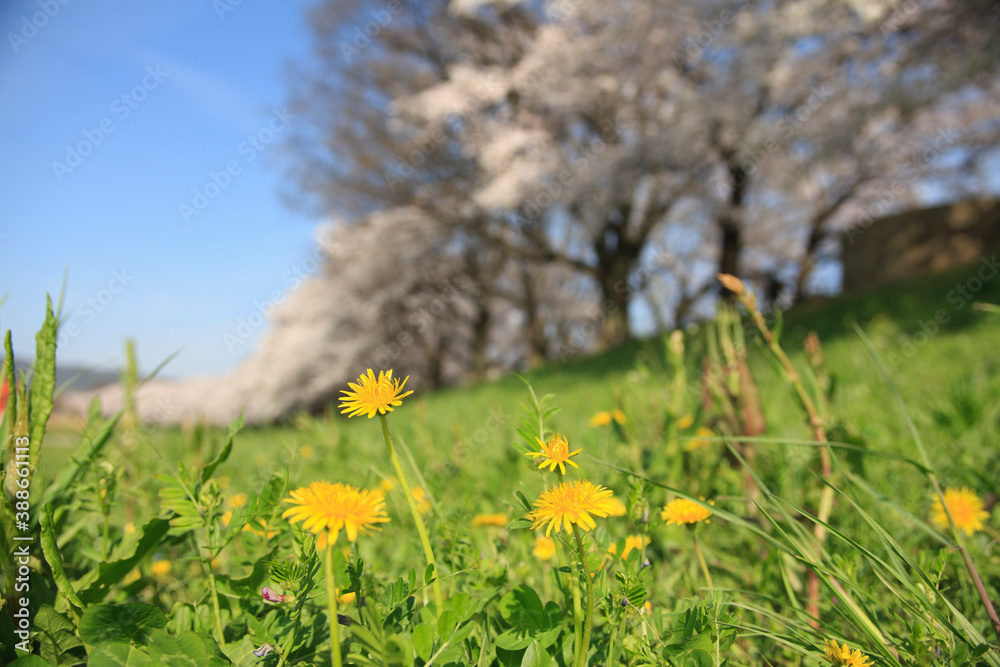 八幡背割堤公園の桜