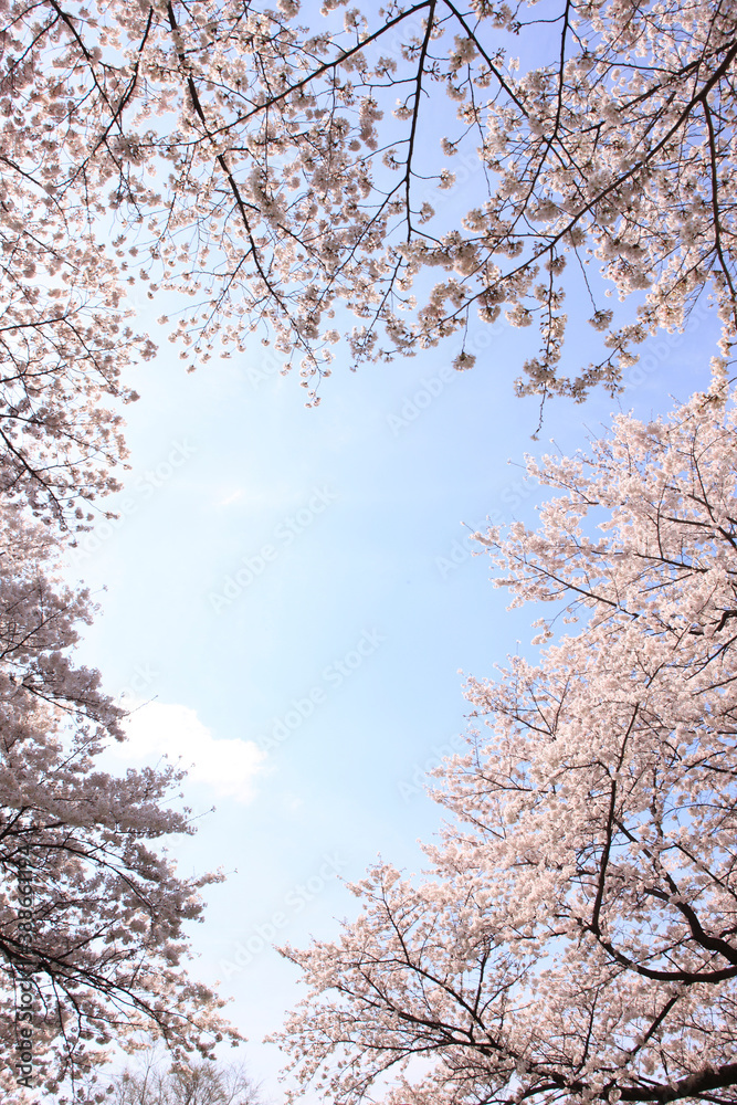 八幡背割堤公園の桜