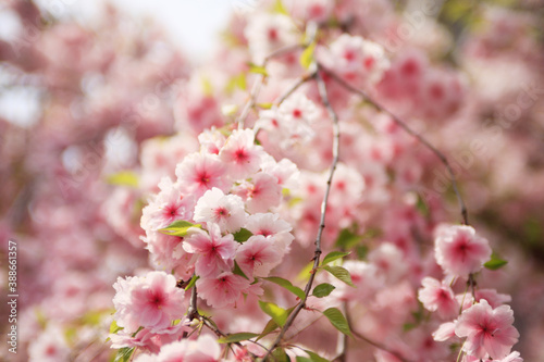 大阪、造幣局の桜
