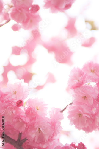 大阪、造幣局の桜