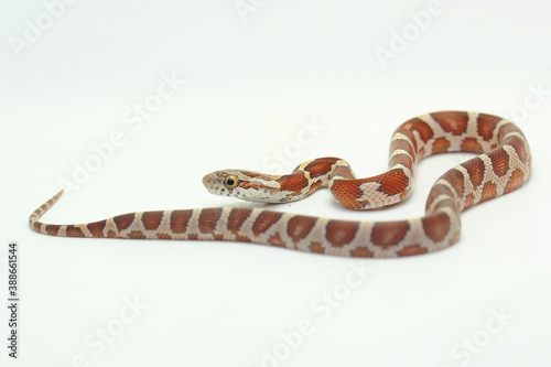 A corn snake (Pantherophis guttatus) is ready to attack.