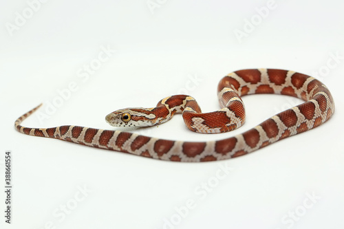A corn snake (Pantherophis guttatus) is ready to attack.