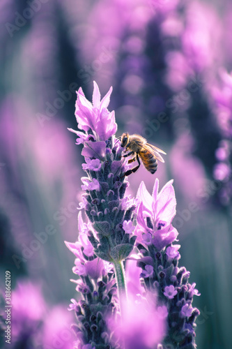 Macro photography of lavender with a bee