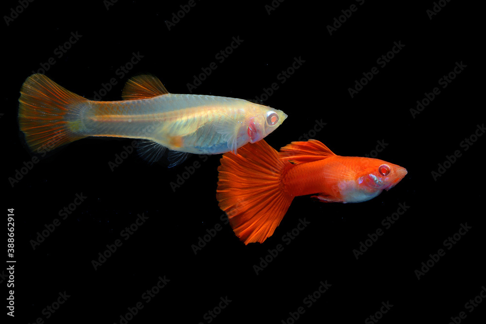 Fototapeta premium A pair of guppies (Poecilia reticulata) are swimming together in an aquarium.