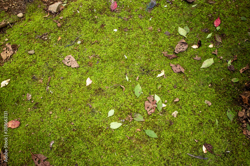 緑色の苔と落ち葉 2
green moss and some fallen leaves