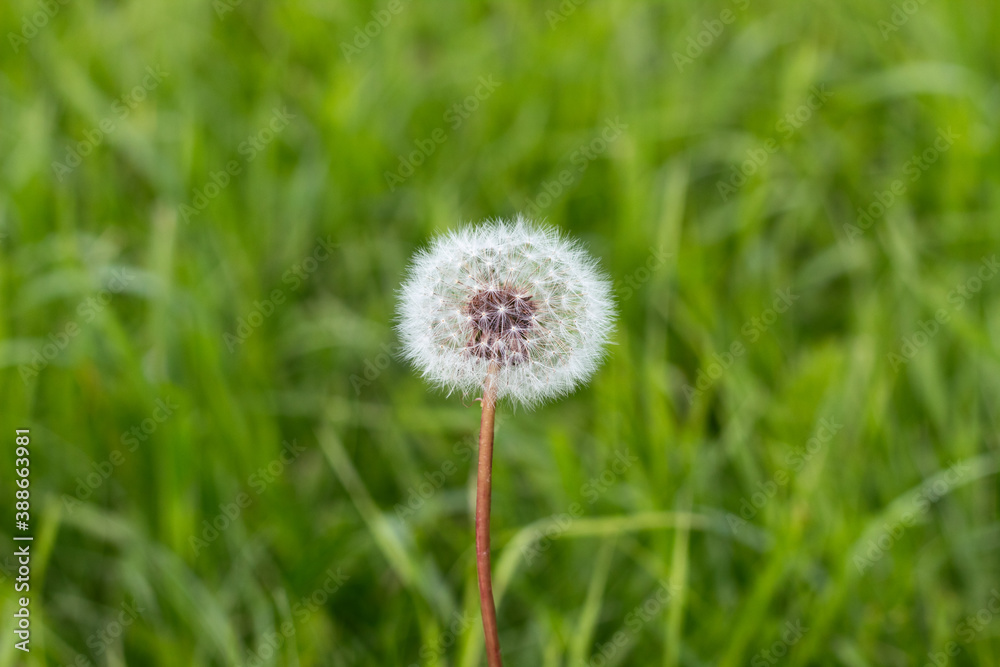 Single whole fluffy dandelion stands upright on stem in green grass meadow on bright warm sunny day