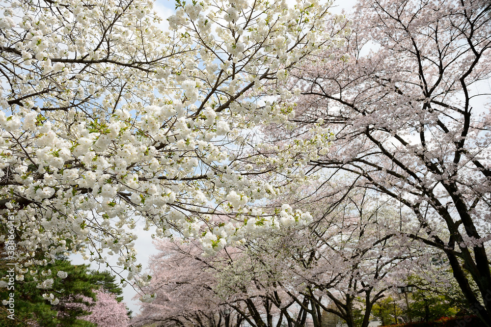 桜 桜