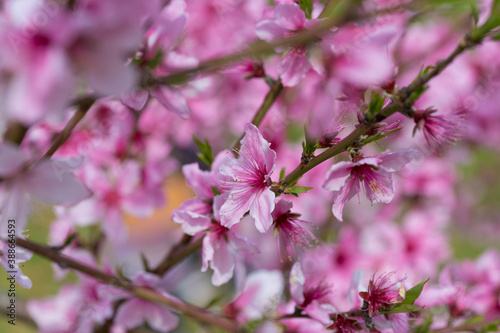 桃の花