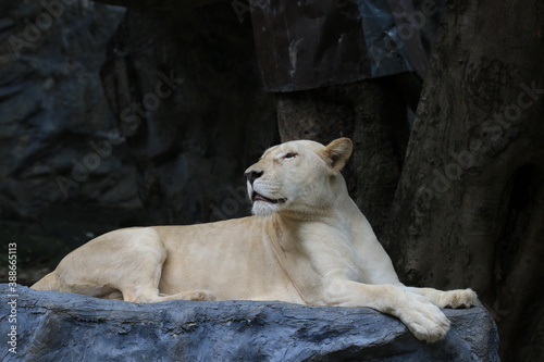 Lioness Relaxing on the Yard