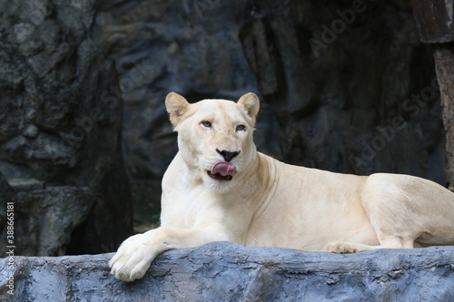 Lioness is sticking her tongue out while relaxing