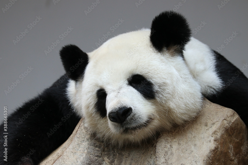 Close up fluffy face of female panda