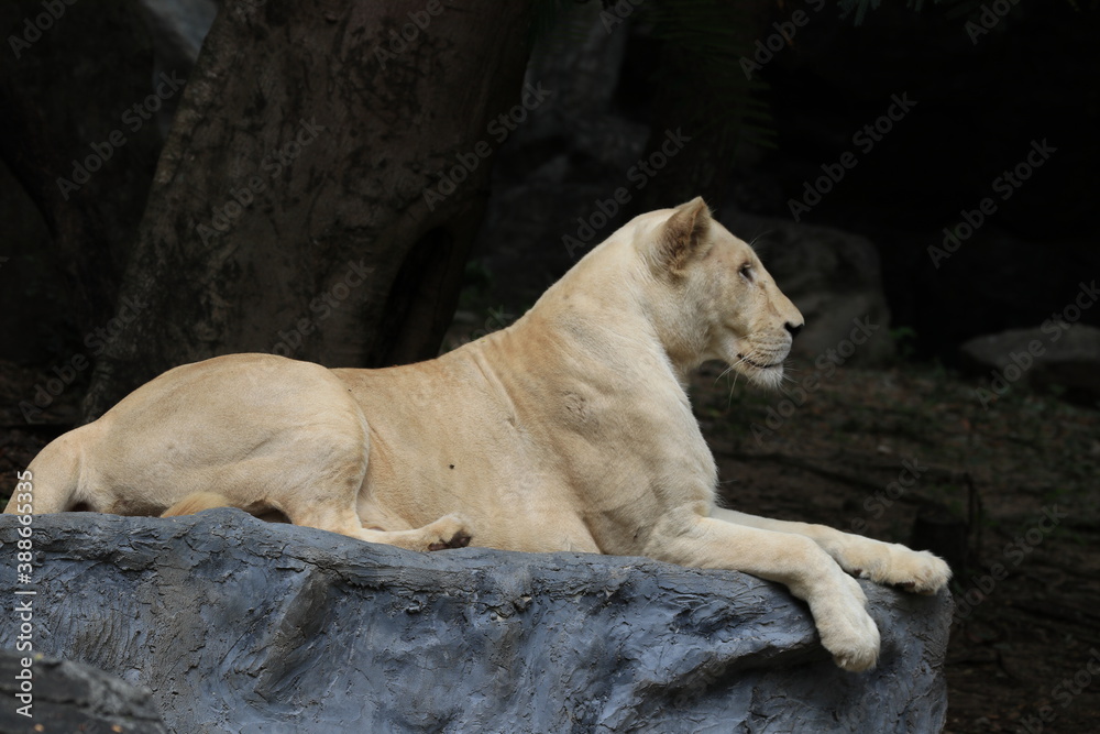 Lioness is Resting in the Afternoon, Chiangmai, Thailand Lioness is Resting in the Afternoon, Chiangmai, Thailand