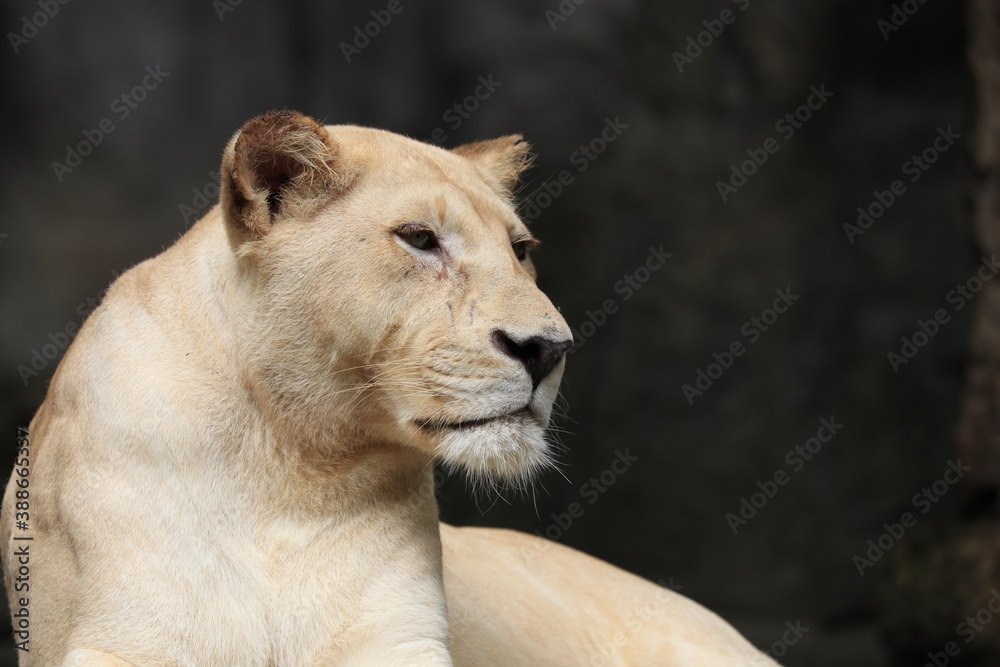 Obraz premium lion in the zoo
