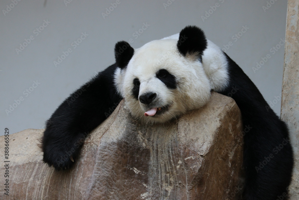 Sleepy Panda is Sticking out her Tongue while relaxing on the Rock