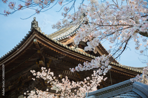 仁和寺二王門と桜