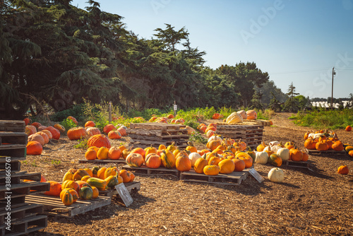 Pumpkin patch and pumpkin market, rural scene, sunny October day, California