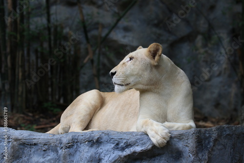 Lioness relaxing on the Rock  Chiangmai Zoo  Thailand