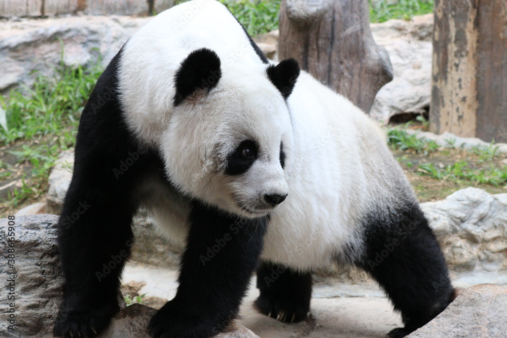 Sweet pose of Female Panda, Lin Hui, Chiangmai Zoo Sweet pose of Female Panda, Lin Hui, Chiangmai Zoo