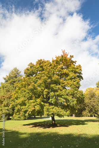 Beautiful autumn park. Autumn trees and leaves. Autumn Landscape. panorama of a stunning forest scenery in autumn, a scenic landscape with pleasant warm sunshine Bench in autumn park. Autumn landscape