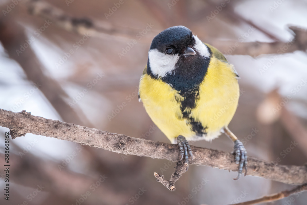 Cute bird Great tit, songbird sitting on a branch without leaves in the autumn or winter. Cute bird Great tit, songbird sitting on a branch without leaves in the autumn or winter.