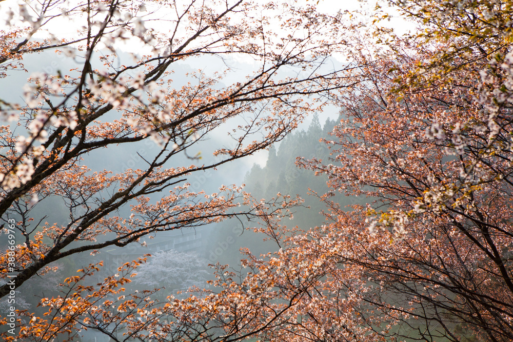 吉野山 吉野山