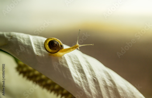 Snail on a White Leaf 