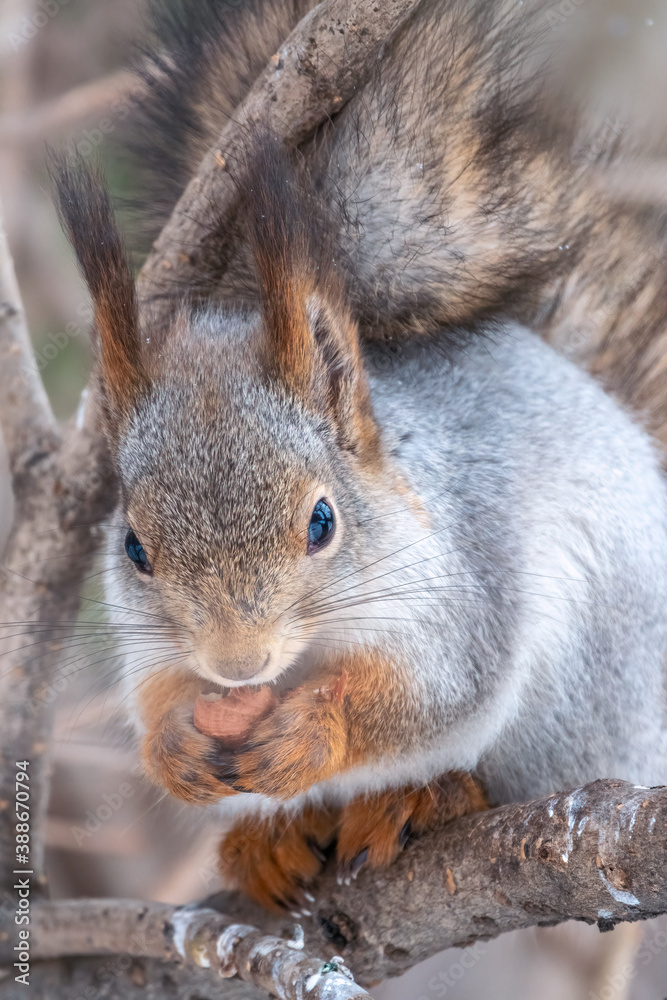 The squirrel with nut sits on a fir branches in the winter or late autumn The squirrel with nut sits on a fir branches in the winter or late autumn