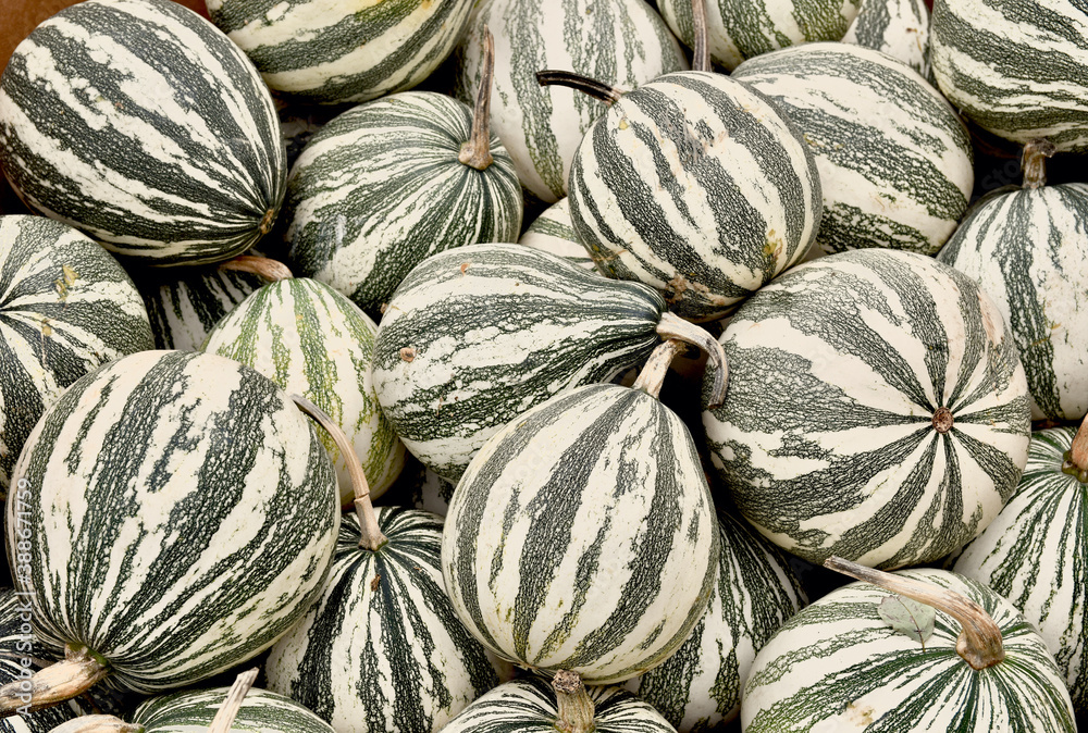 A collection of silver edge squash with its distinctive green and white stripe pattern.  Closeup. 