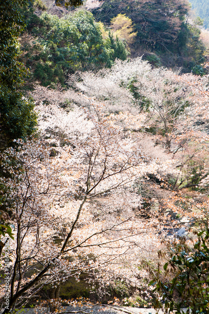 吉野山の桜