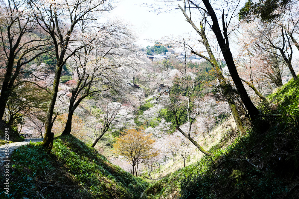 吉野山の桜