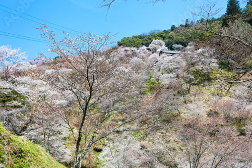 吉野山の桜