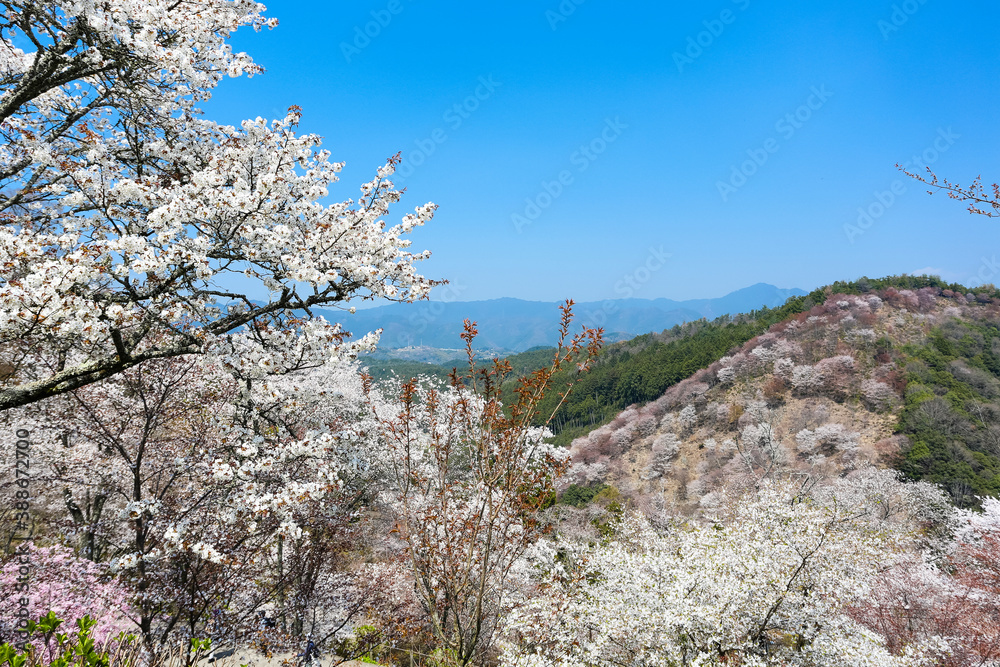 吉野山の桜 吉野山の桜