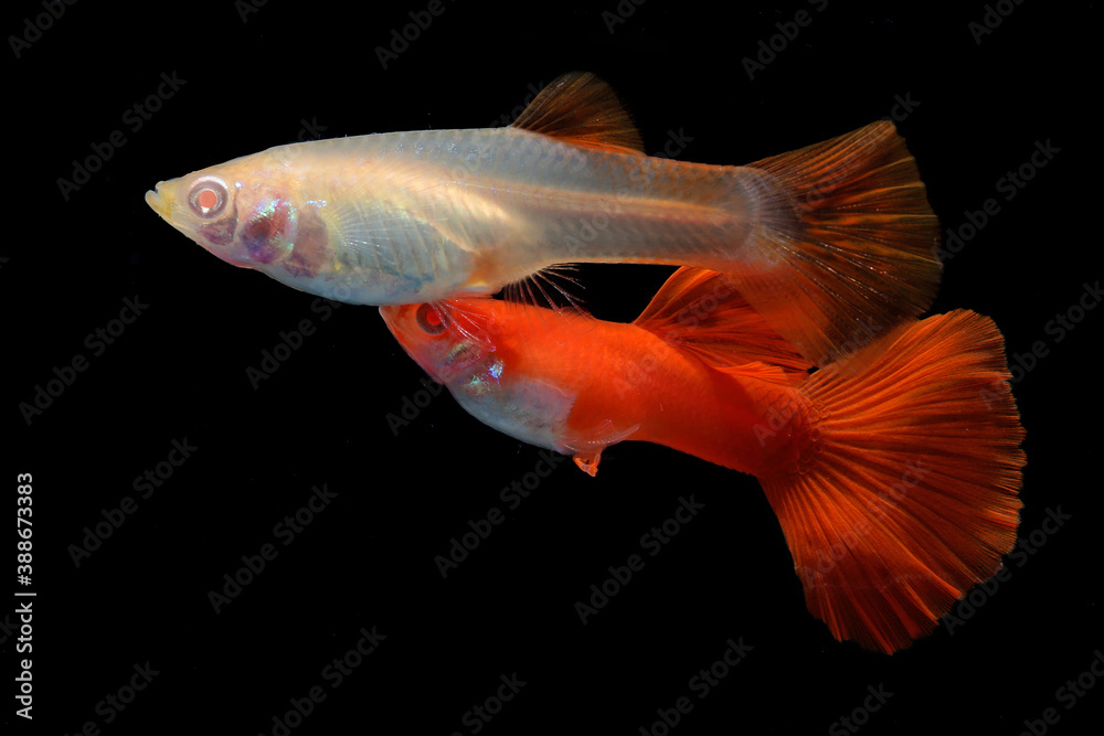 Fototapeta premium A pair of guppies (Poecilia reticulata) are swimming together in an aquarium.