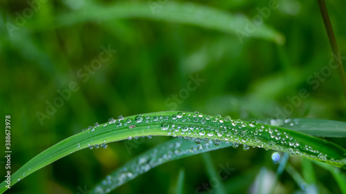 Dew drops on the grass in the morning.