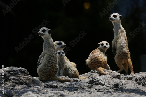 The meerkat family (Suricata suricatta) is resting together.