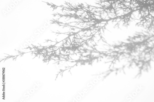 Blurred overlay effect for photo. Gray shadows of fir tree branches on a white wall. Abstract neutral nature concept background for design presentation. Shadows for natural light effects